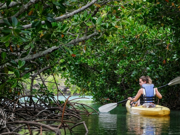 Sea-kayaking through mangroves in Amber Island